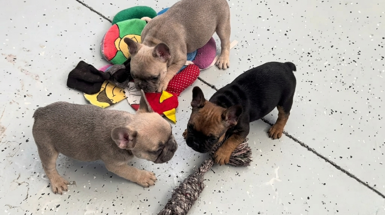 Kiki/Apollo and Eden/Bevan